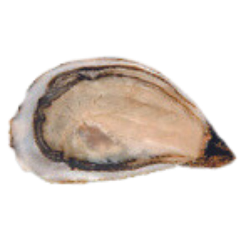 Special La Réserve oysters (Marennes-Oléron) N°2 x24