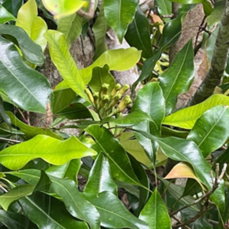 Cloves from Celebes bag 1kg