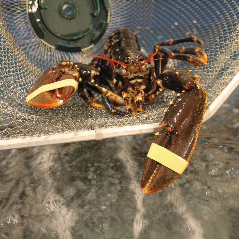 Alive european lobster 400/600g ⚖