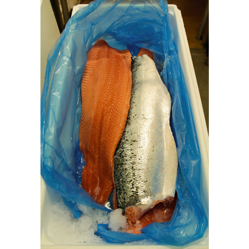 Scottish salmon fillet - pre-rigor ⚖