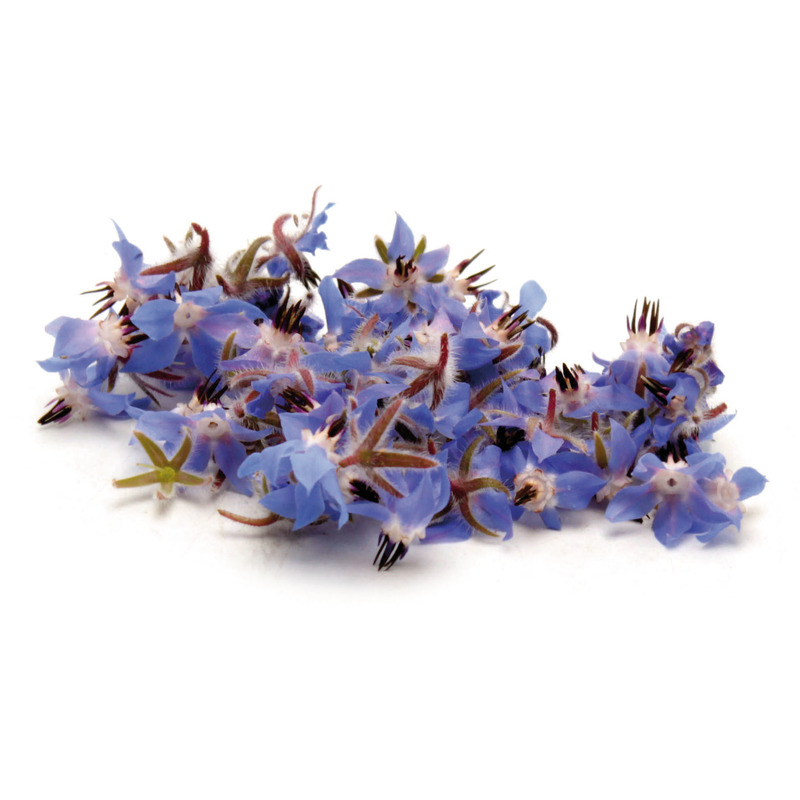 Bourrache fleurs barquette 5g