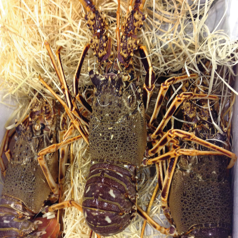 Alive spiny lobster origin Brittany or South Africa ±3kg ⚖