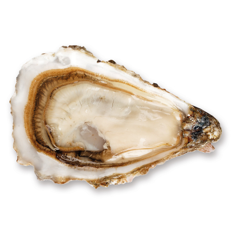 Saint‑Vaast oyster (Normandy) N°3 x50