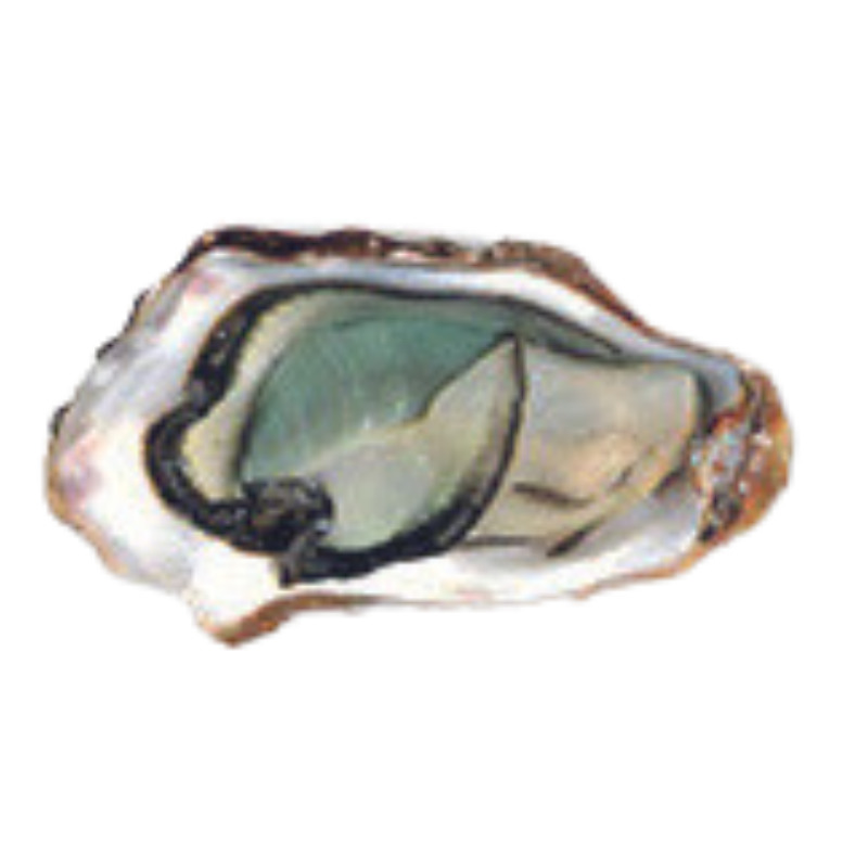 Fines de Claire oysters Label Rouge (Marennes-Oléron) N°3 x24