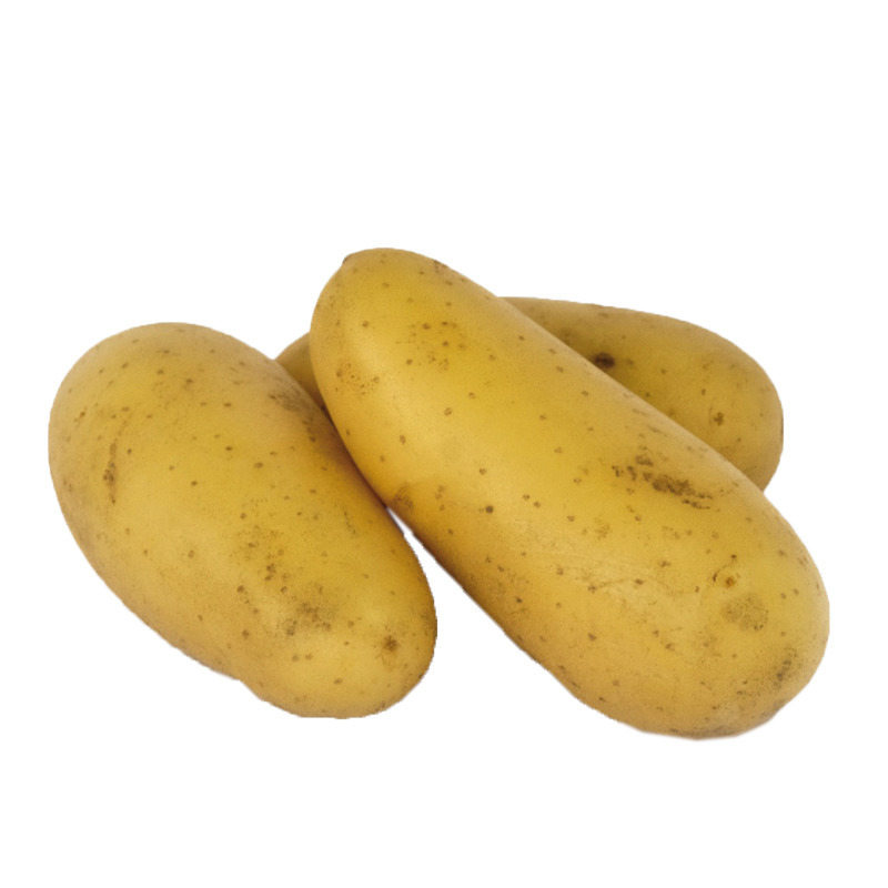 Firm-fleshed Charlotte-type potatoes box 12.5 kg ⚖