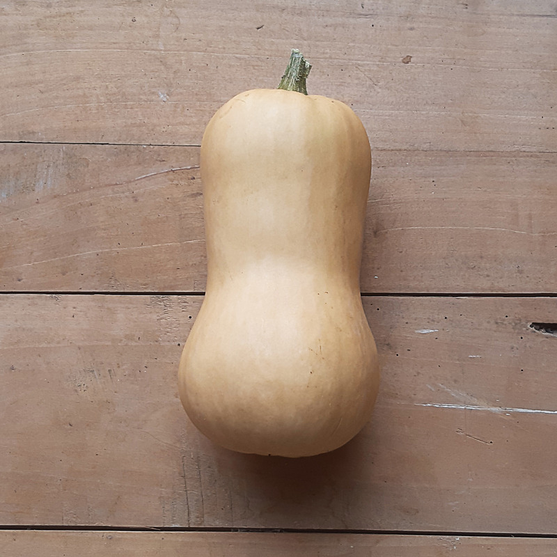 Courge Butternut