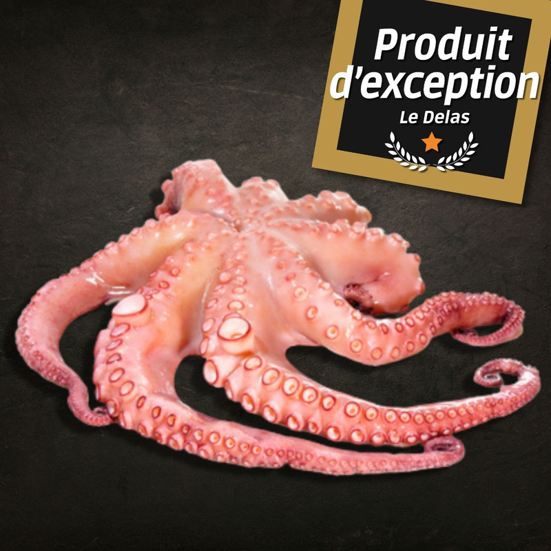 ❆ Whole raw octopus without glazing caught in Morocco tub 2/3kg