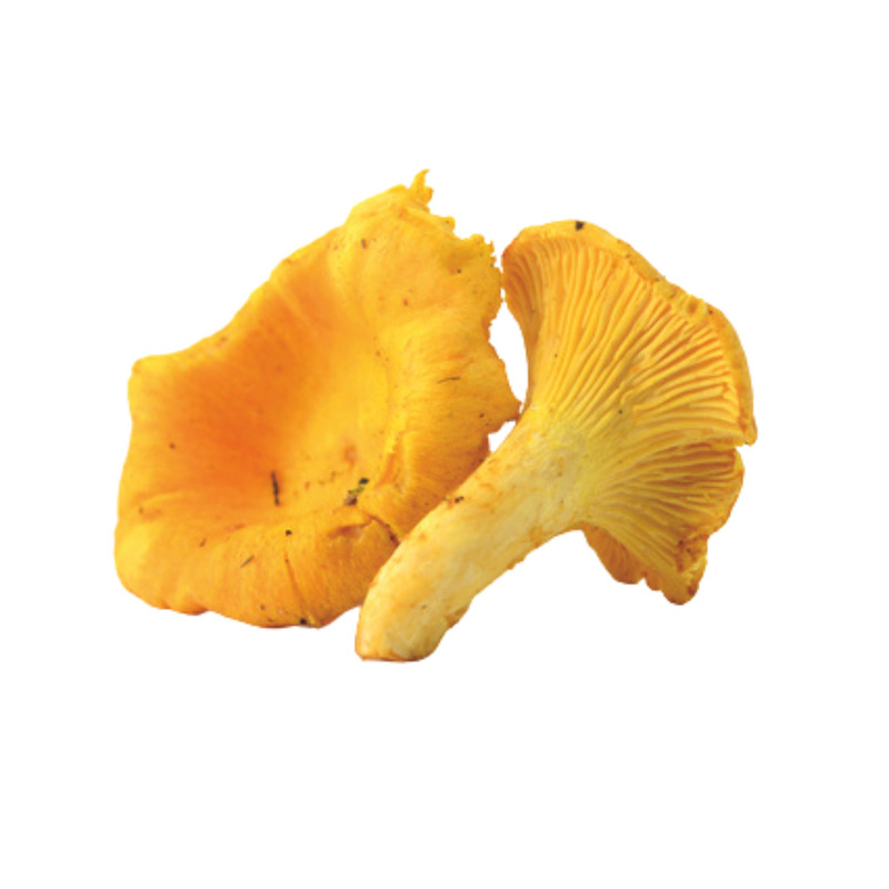 ❆ Girolle 3-5 sachet 1kg