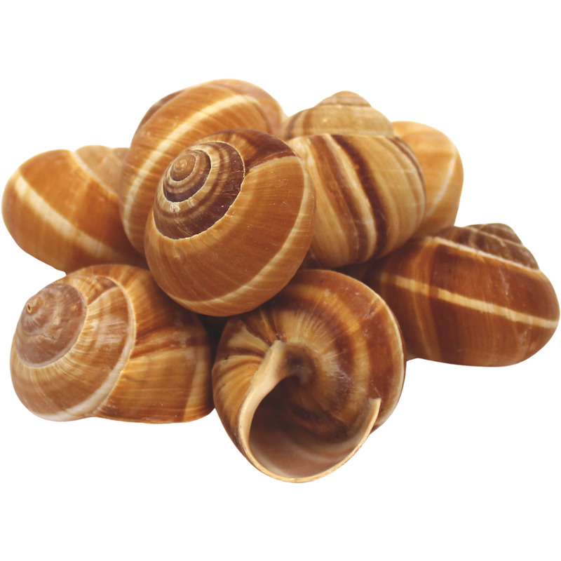 Very large snail shells x48