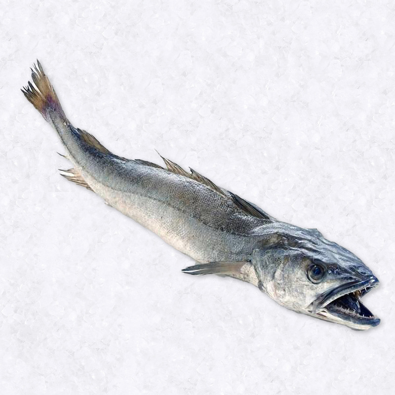 Merlu de pêche 4-6kg ⚖