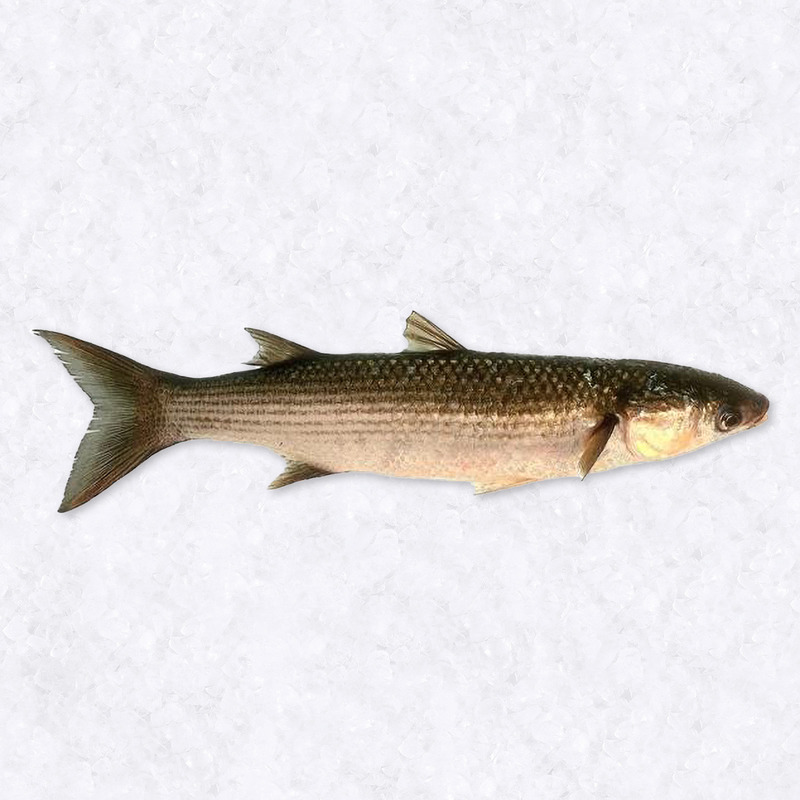 Black mullet fillet