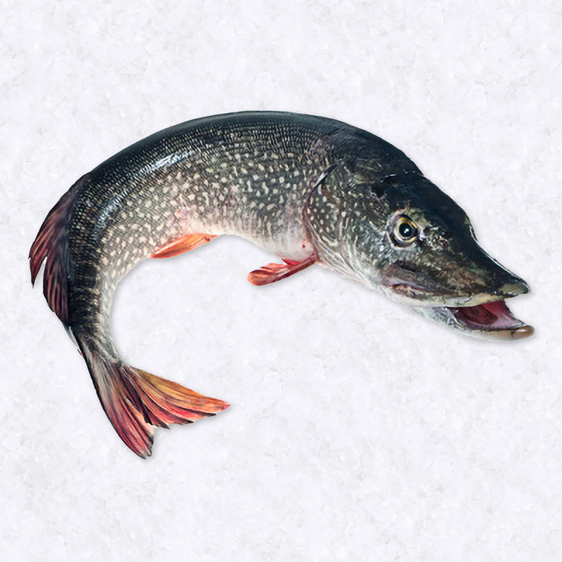 Brochet 2-4kg ⚖