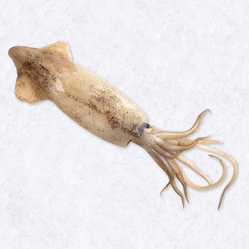 Squid 200-300g ⚖