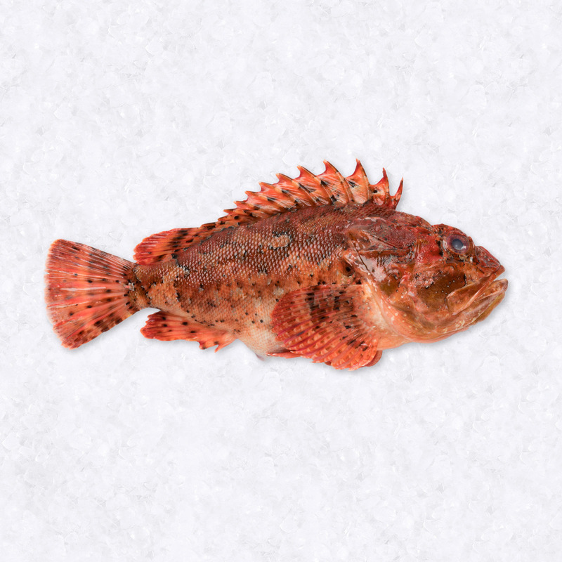Scorpion fish 700g+ ⚖