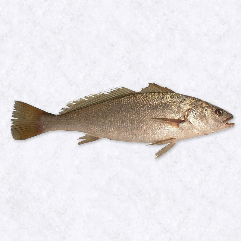 Maigre de pêche 1-2kg ⚖