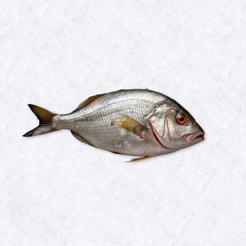 Dorade royale d'élevage origine France 800g-1kg  ⚖