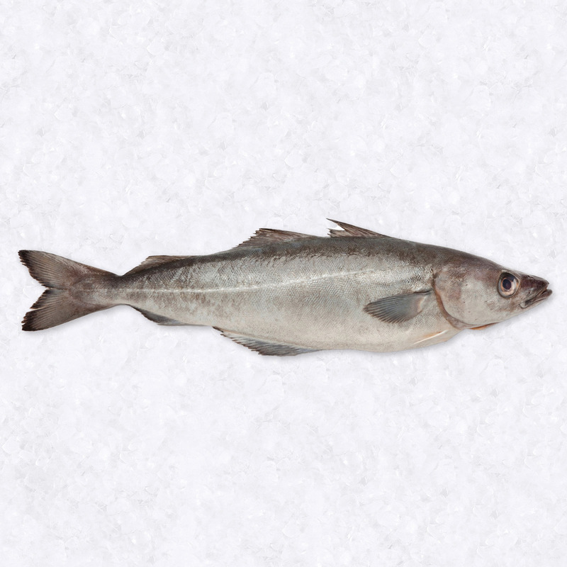 Coalfish 4-6kg ⚖