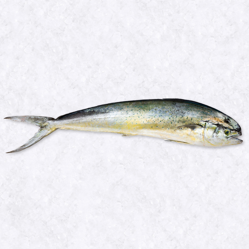 Dorade coryphène entière ±900g ⚖