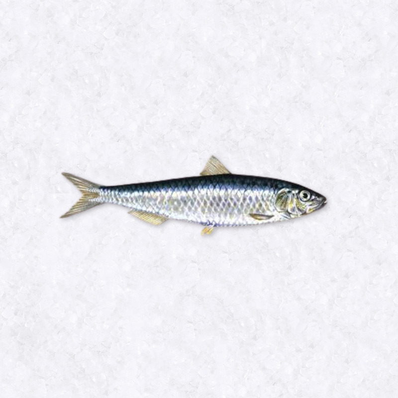 Mediterranean sardine ⚖