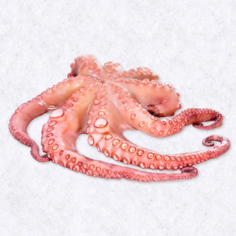 Octopus 1-2kg ⚖