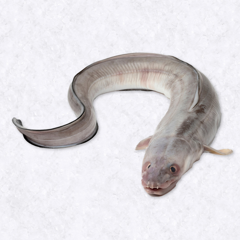 Conger