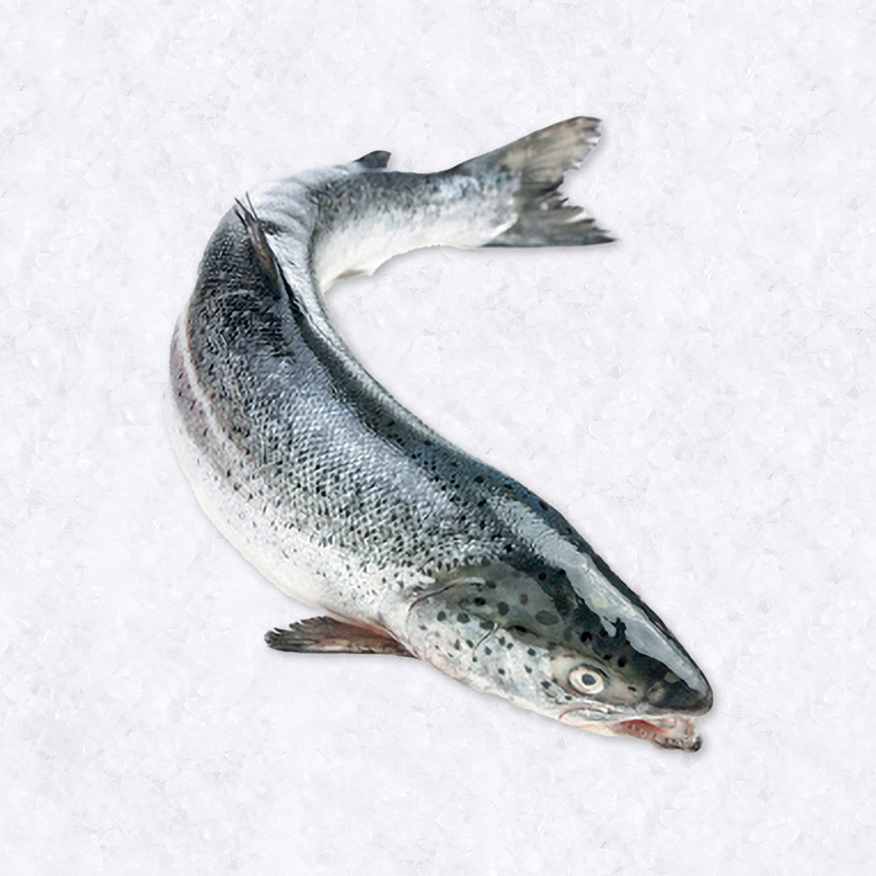 Scottish salmon Label Rouge 4-5kg ⚖