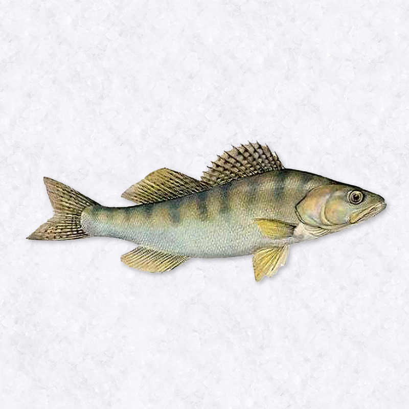 Pike-perch fillet ⚖