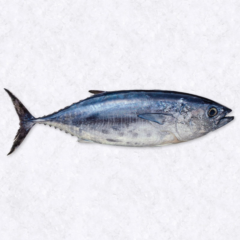 Tuna ±6kg ⚖