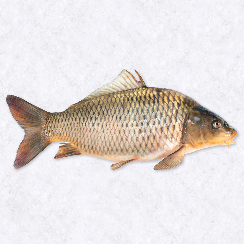 Carpe ±2,5kg