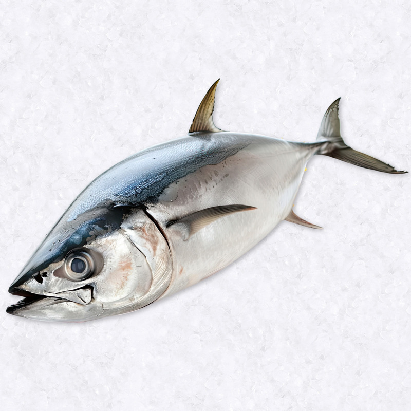 White albacore tuna +5kg ⚖