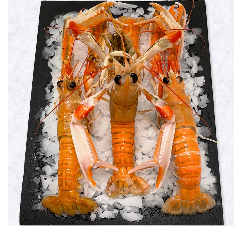 Langoustine calibre 16/20 ⚖