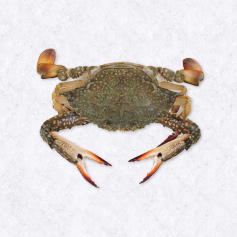 Green crab 5kg ⚖