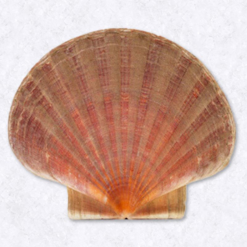 Coquille Saint-Jacques a/ corail bourriche ±12kg
