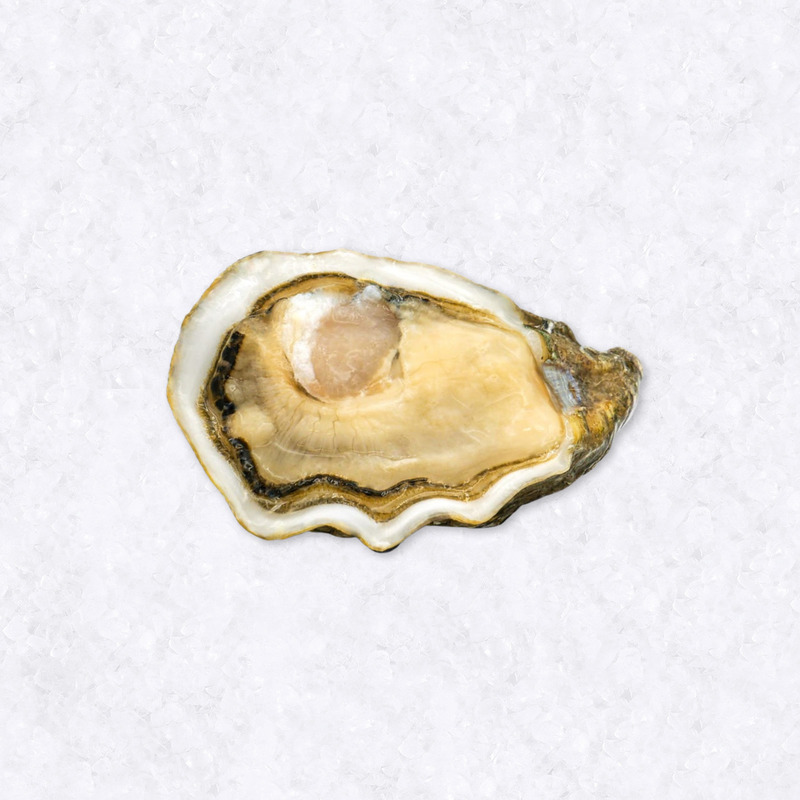 Baby Kys L'Étoile oyster (Brittany) N°5x50