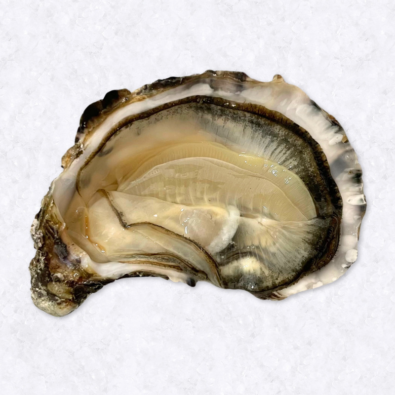 Fines de Claire oysters Charente-Maritime N°2 x96