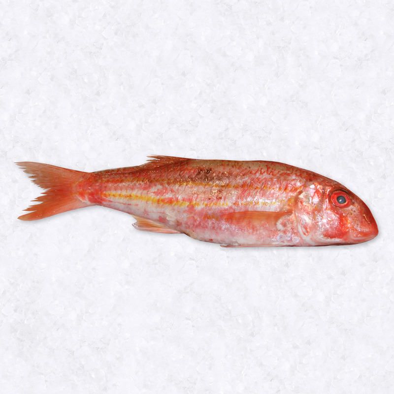 Red gurnard 300-500g ⚖