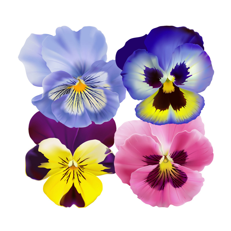 Fleurs de pensée multicolores origine France barquette 10g