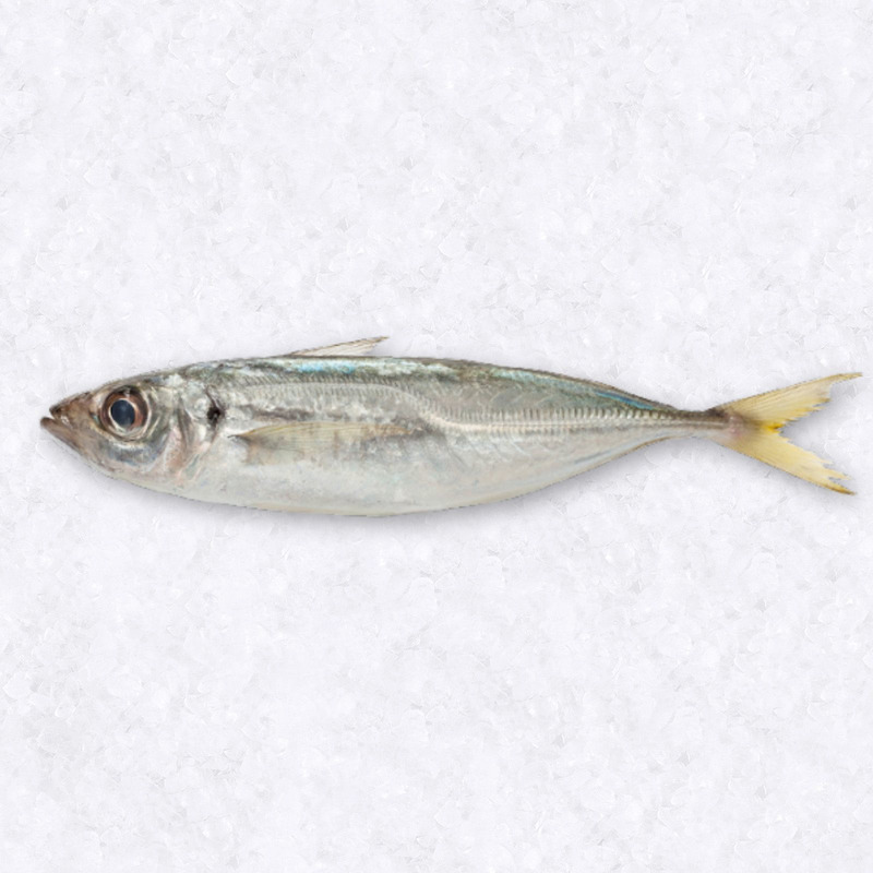 Chinchard jaune origine France 600g+ ⚖