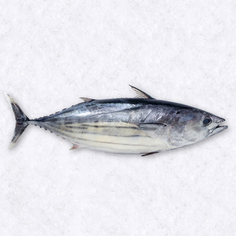 Skipjack 2-3kg ⚖