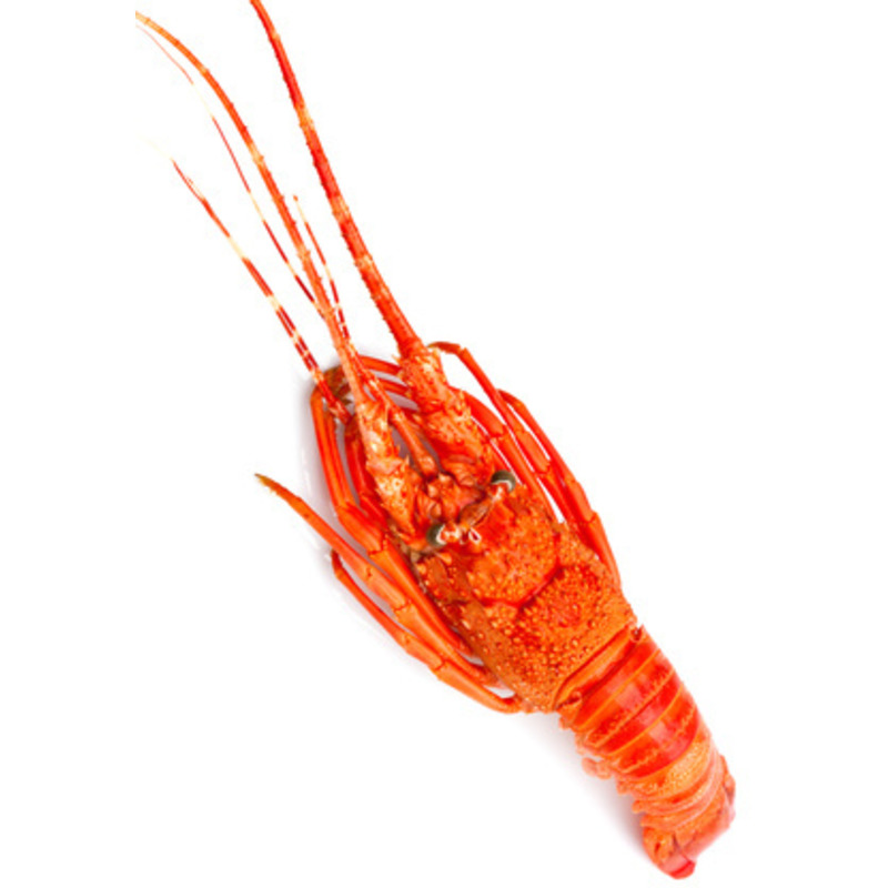 Cooked spiny lobster ±1kg ⚖