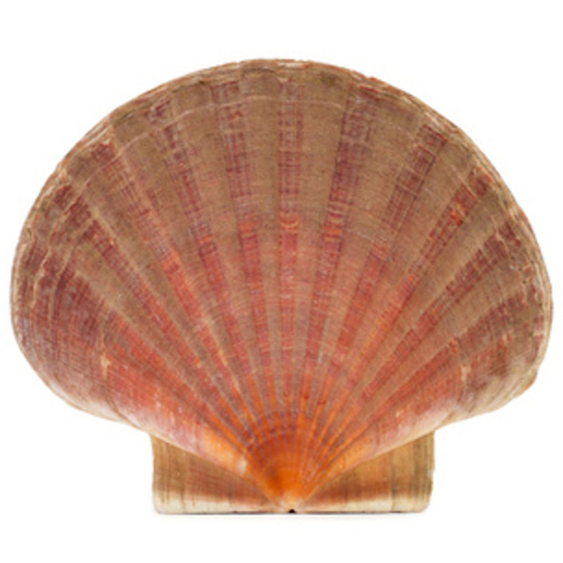 Scallop shell with coral basket ±12kg