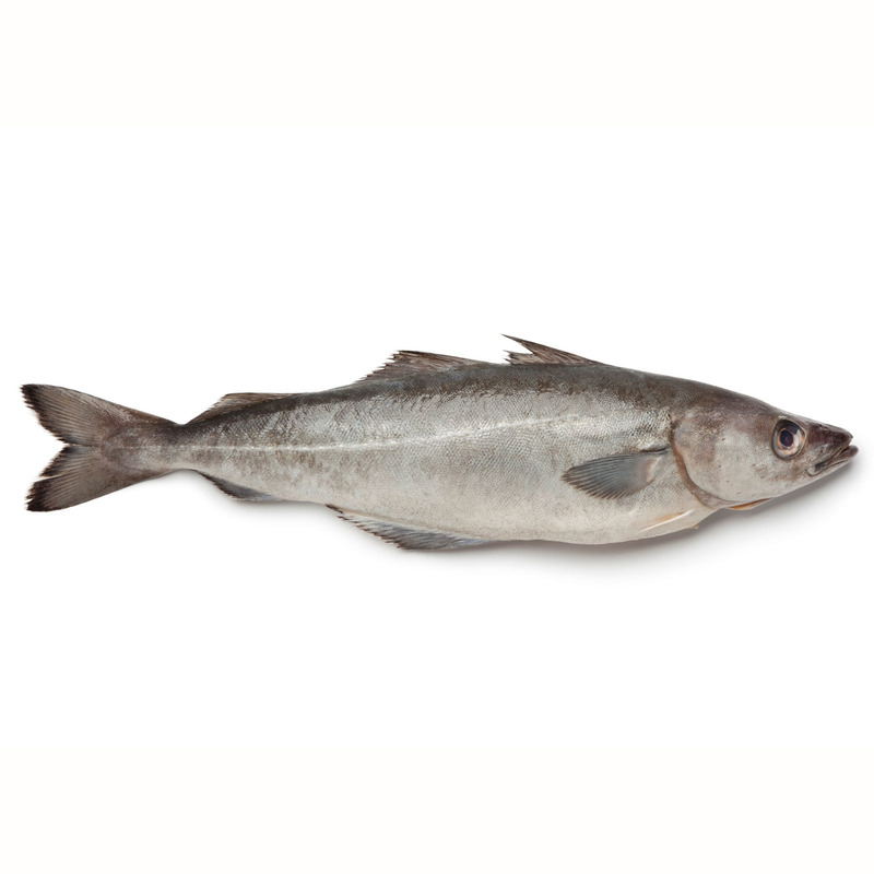 Line-caught coalfish 4/6kg ⚖