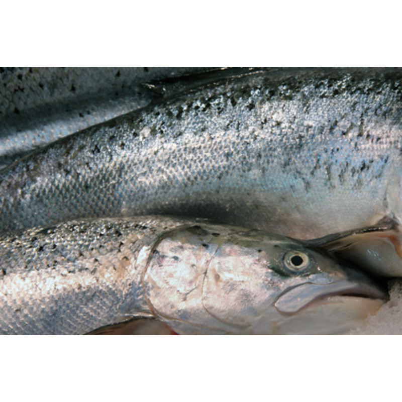 Farmed bass EU origin 2/3kg