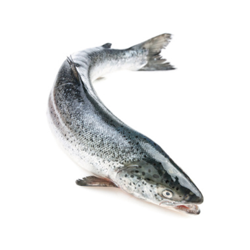 Wild salmon 2/4kg ⚖