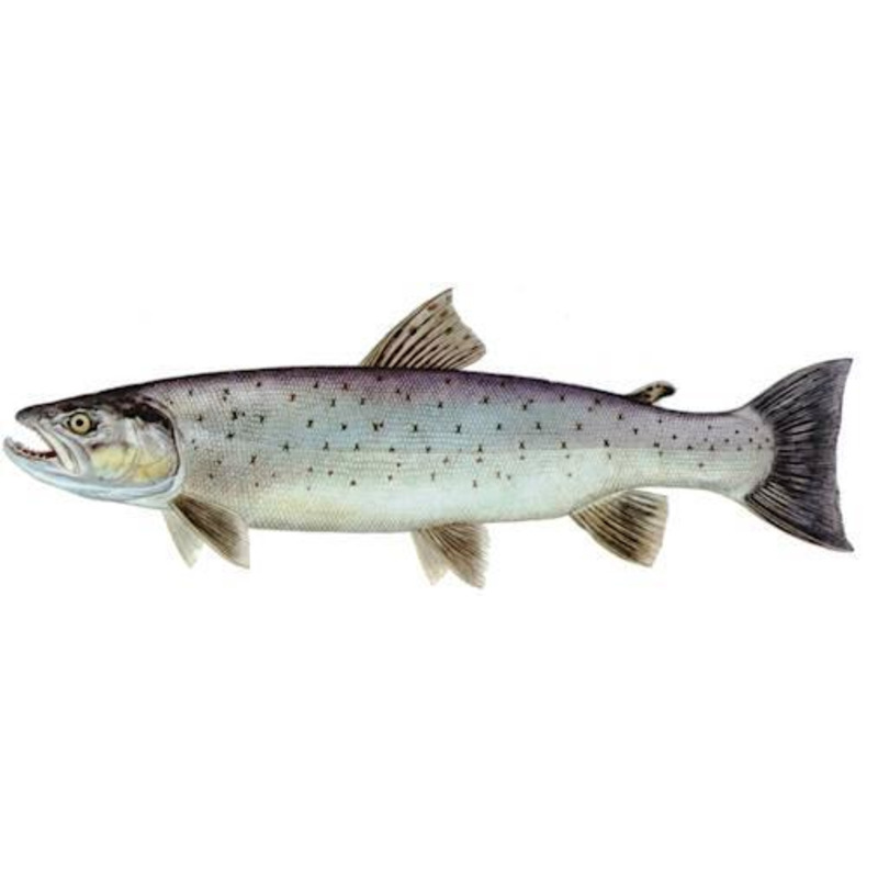Farmed trout origin Scotland 2kg+ ⚖