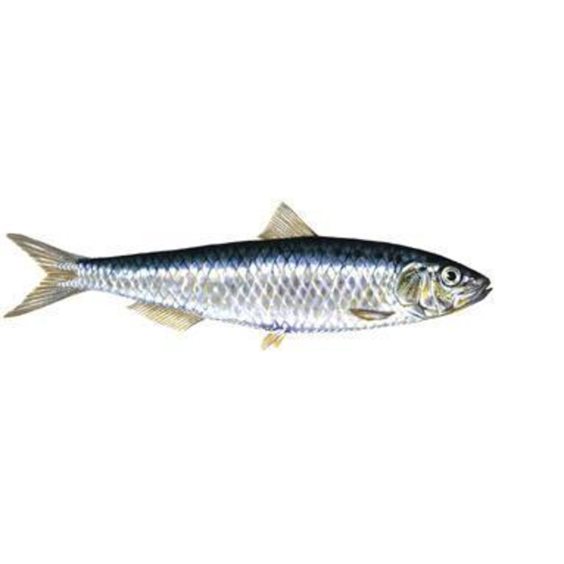 Mediterranean sardine ⚖