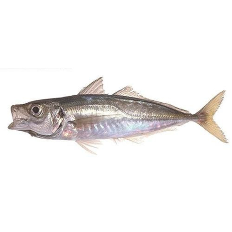 Mediterranean horse mackerel ⚖