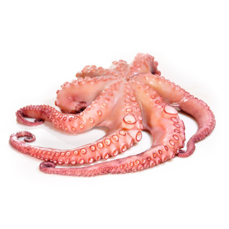 Octopus ⚖