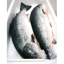 Norwegian salmon 4/5kg ⚖