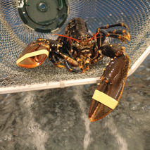Alive European lobster 800g+ ⚖